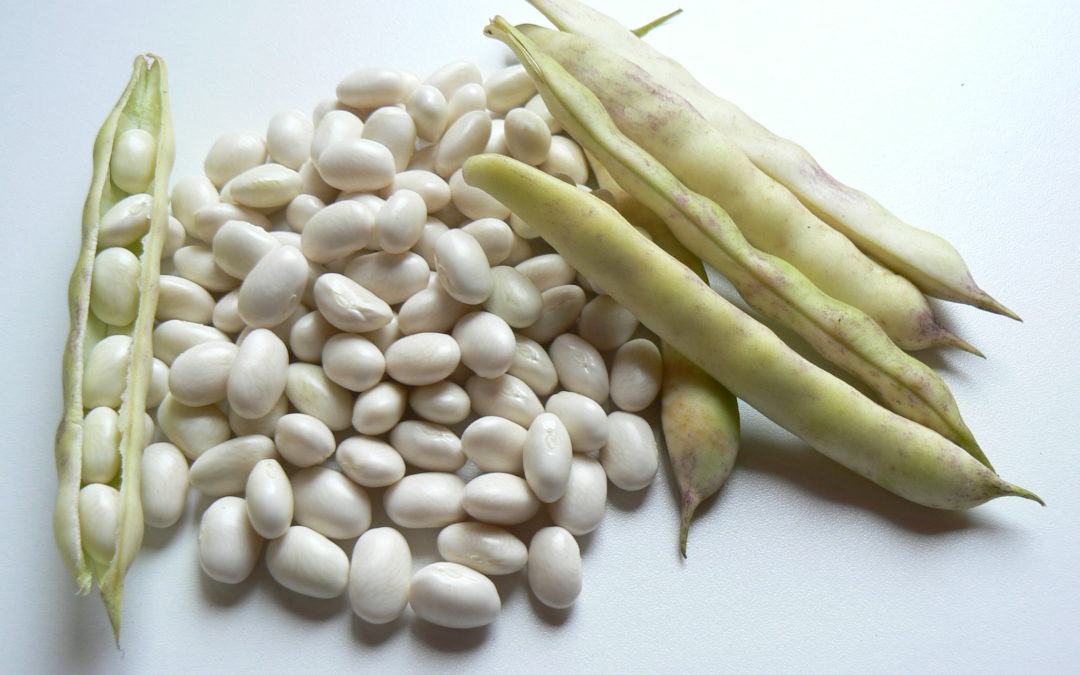 C’est la saison du haricot demi-sec