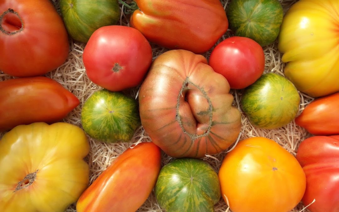 La tomate qui vit de terre et d’eau fraîche