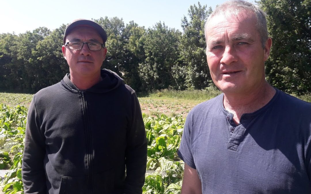 Les radis raves - Biobreizh, fruits et légumes Bio de Bretagne