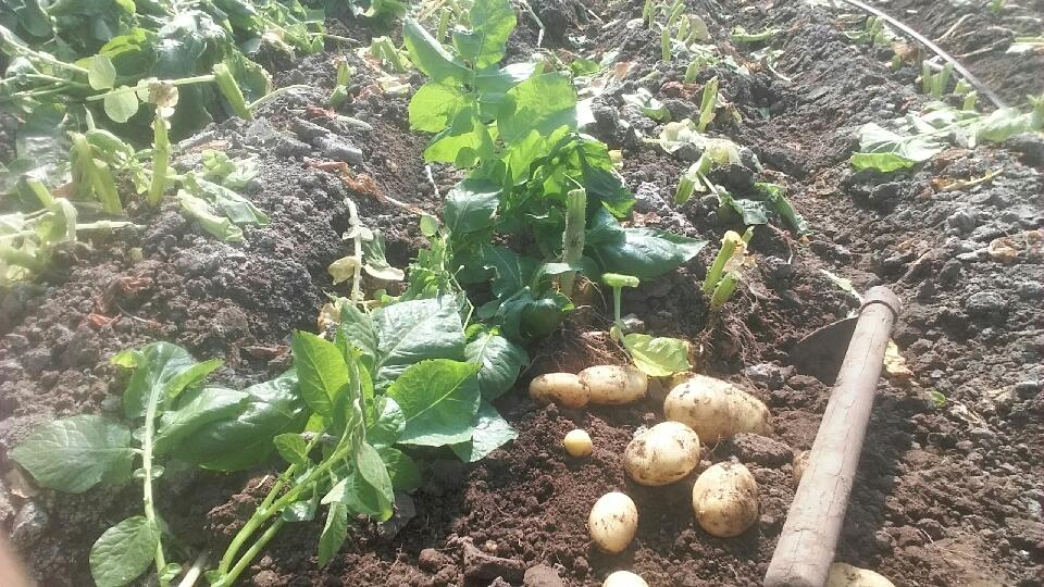 Les pommes de terre primeur