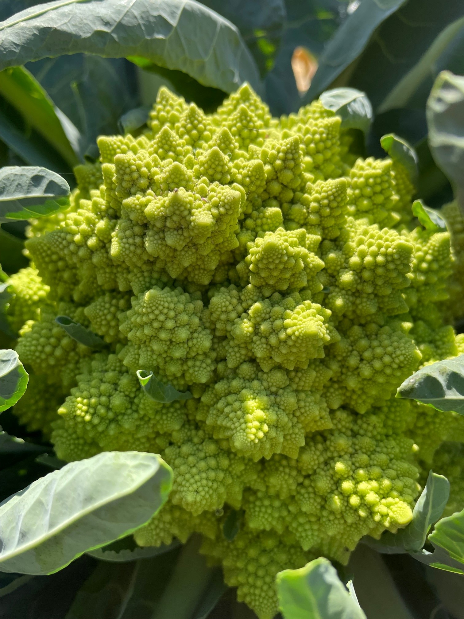 Romanesco