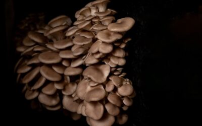 Pleurote et Shiitake