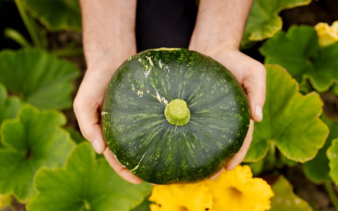 Des courges garanties 100% bio