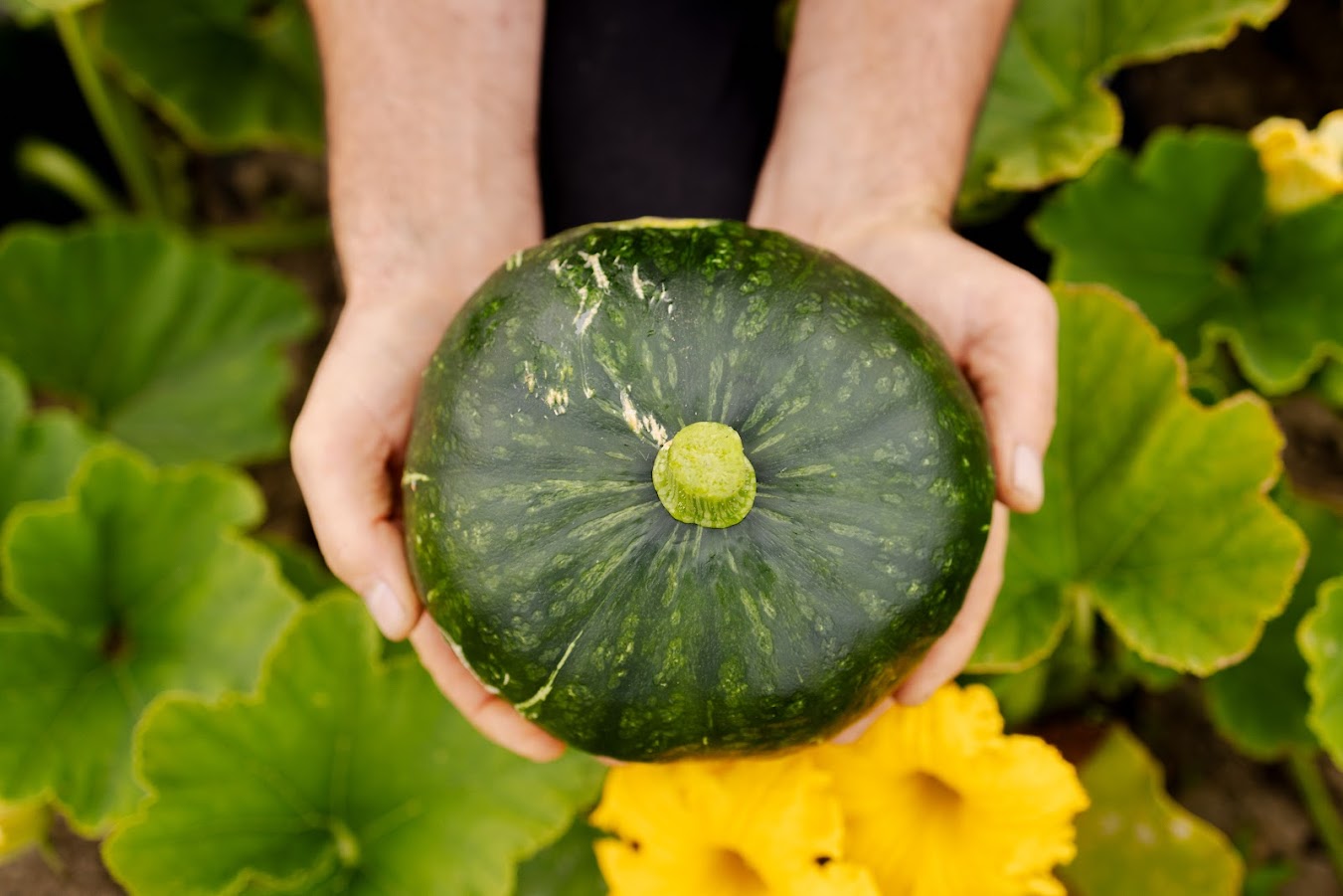 Courge