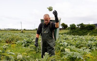 Le grand retour de l&rsquo;artichaut